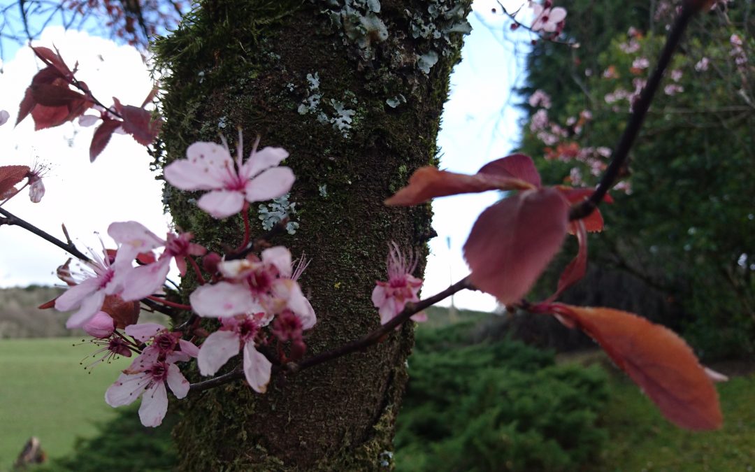 March in the garden